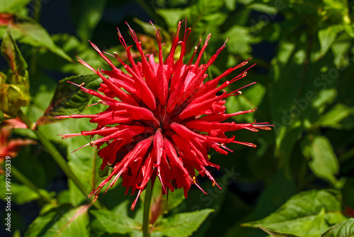 Photos Monarda Cambridge Scarlet, red-flowering, inflorescence, summer bloomer, season,