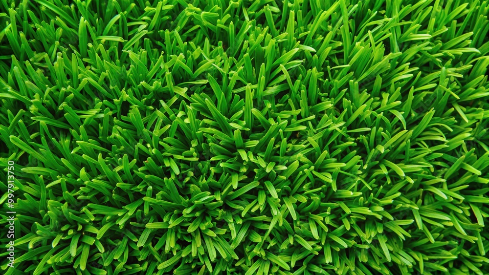 Lush Green Turf Texture Wallpaper for Landscaping, Gardening, and Nature-Inspired Design Projects Lush Green Turf Texture Wallpaper for Landscaping, Gardening, and Nature-Inspired Design Projects