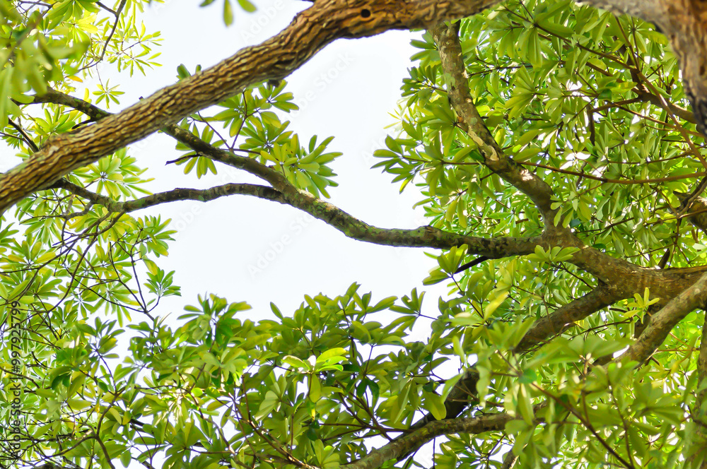Dita, Devil Tree or Alstonia scholaris and sky
