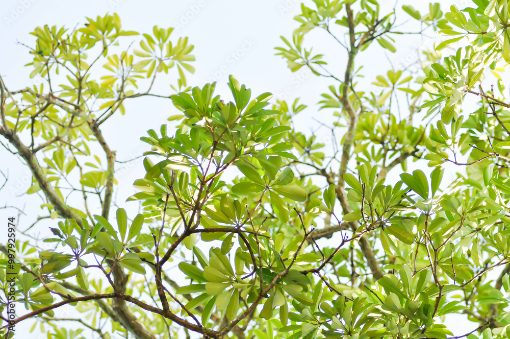 Dita, Devil Tree or Alstonia scholaris and sky Dita, Devil Tree or Alstonia scholaris and sky