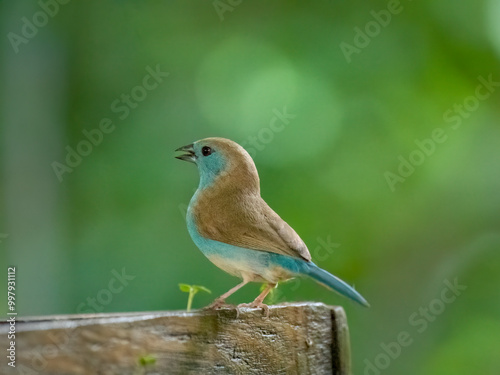 Blauastrild (Uraeginthus angolensis), Angola-Schmetterlingsfink photo