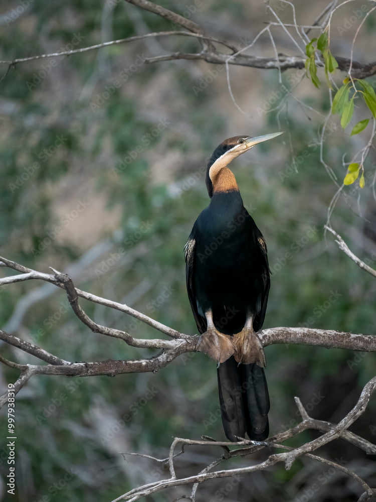 Fototapeta premium Afrika-Schlangenhalsvogel (Anhinga rufa)
