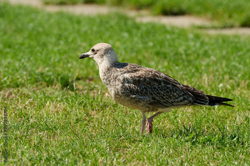 Yellow-legged Gull Larus michahellis Yellow-legged Gull Larus michahellis