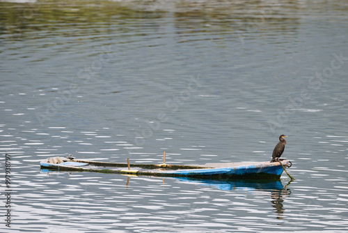 Cormorant  half sunken boat in the Victoria and Joyel Marshes photo