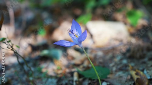 Beauty of wildgrowing crocus flowers in the gentle blow of the wind. 4k photo