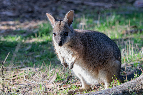 Mainland Tammar Wallaby