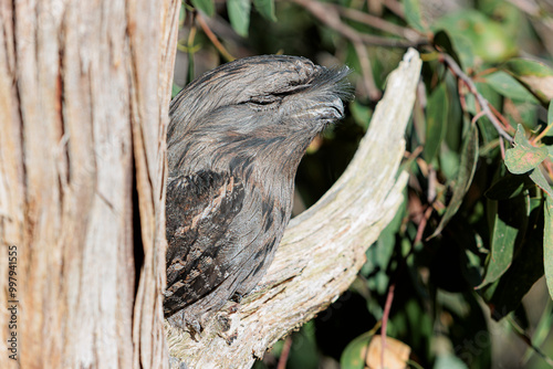 Tawny Frogmouth in a tree photo