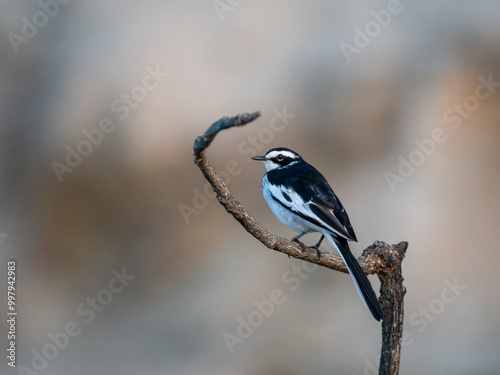 Witwenstelze (Motacilla aguimp) photo