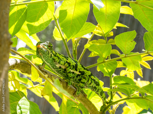 Lappenchamäleon (Chamaeleo dilepis) photo