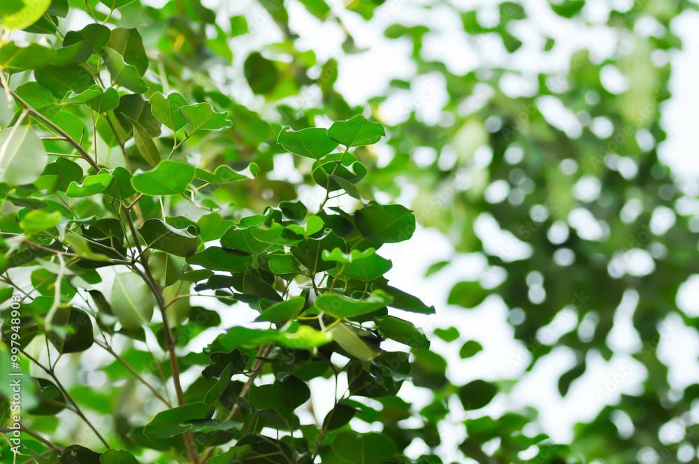 Ficus Benjamina L or Moraceae, Golden Fig or Weeping Fig or Ficus Benjamina and sky Ficus Benjamina L or Moraceae, Golden Fig or Weeping Fig or Ficus Benjamina and sky
