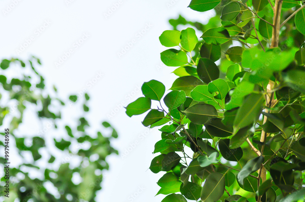 Ficus Benjamina L or Moraceae, Golden Fig or Weeping Fig or Ficus Benjamina and sky Ficus Benjamina L or Moraceae, Golden Fig or Weeping Fig or Ficus Benjamina and sky