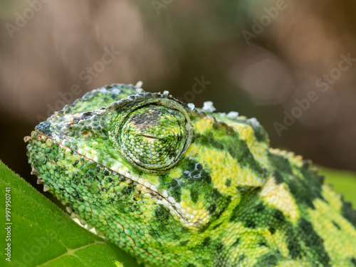 Lappenchamäleon (Chamaeleo dilepis) photo