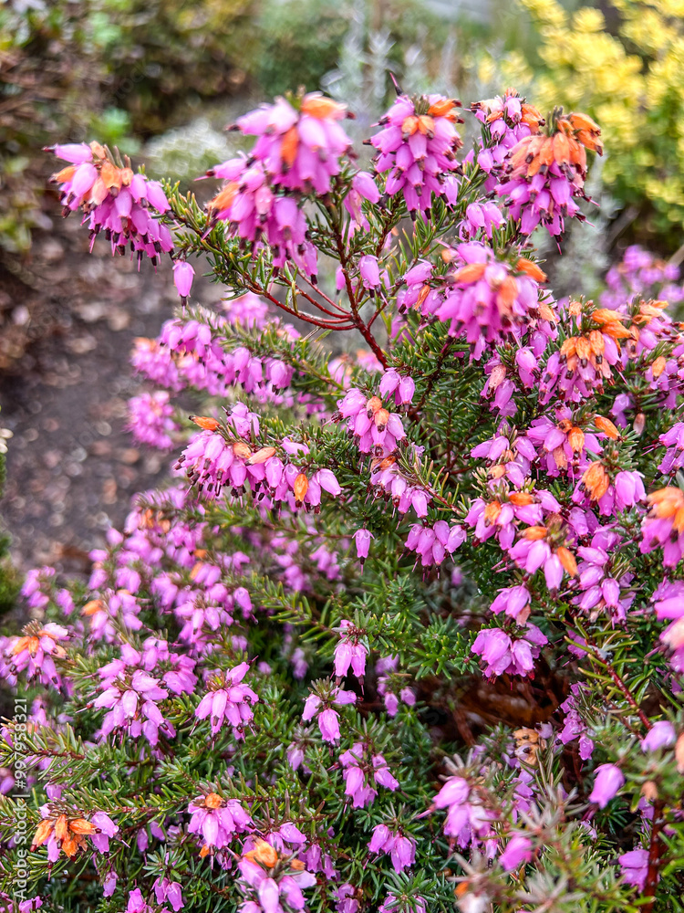 Alpine heath Alpine heath