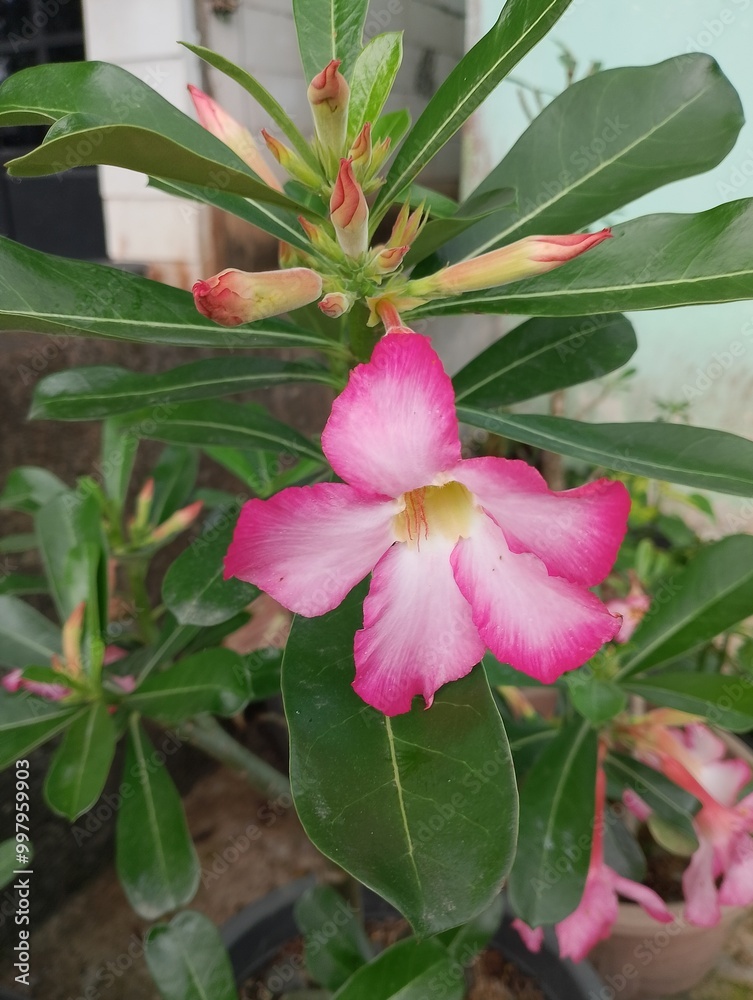 pink and yellow flowers pink and yellow flowers