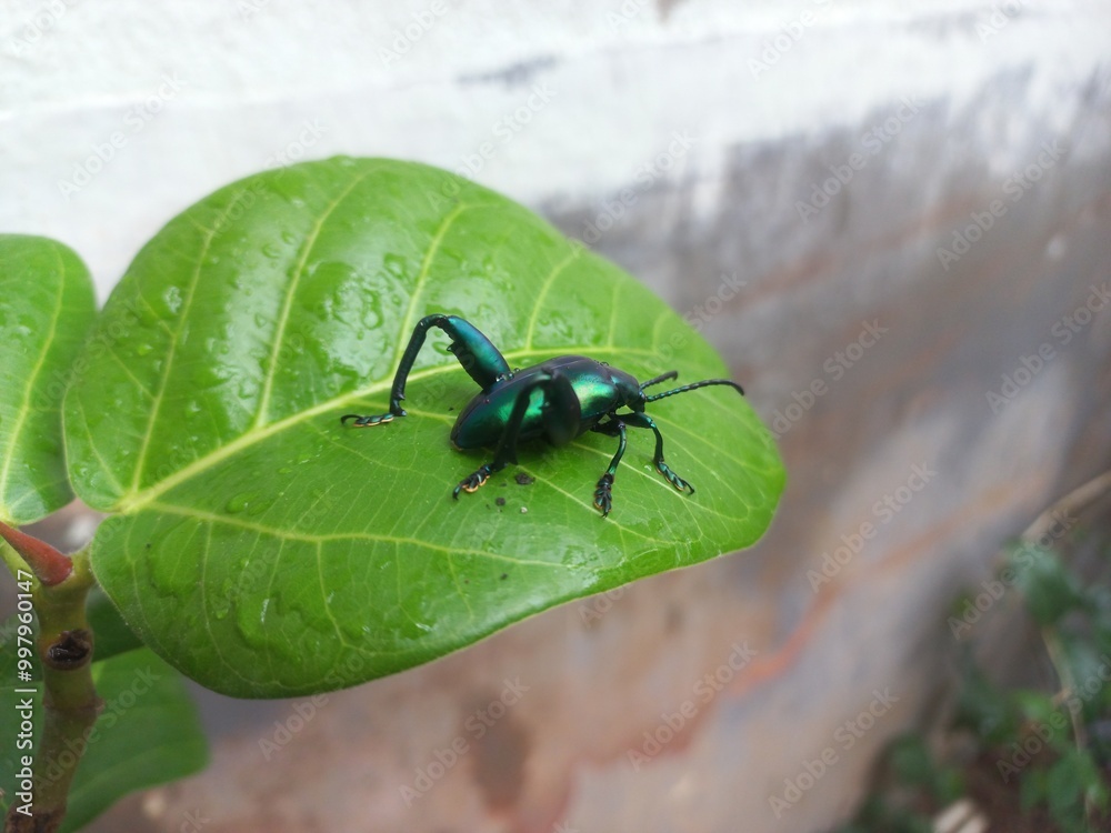 Naklejka premium A black insect sitting on a green leaf. Banyan Green Leaf in a Sitting Big Black Insect