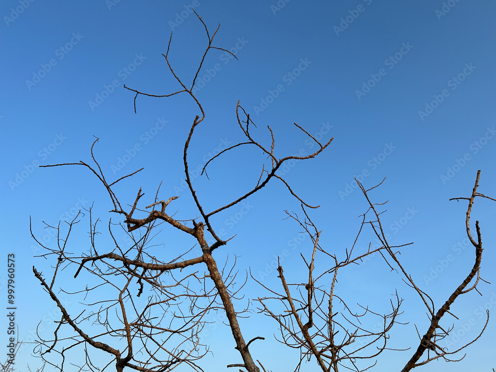 The branches contrast beautifully with the bright sky.