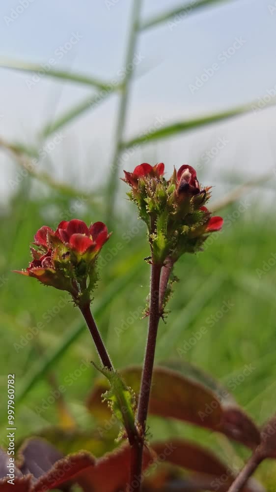 Hermannia angularis Hermannia angularis