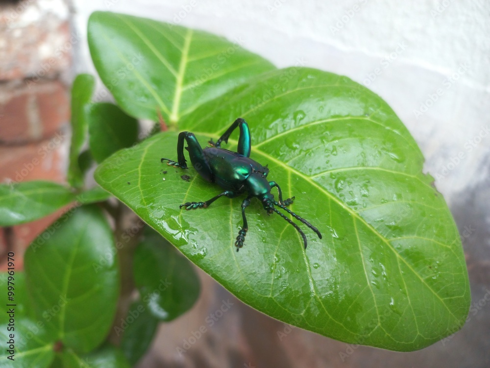 Fototapeta premium A black insect sitting on a green leaf. Banyan Green Leaf in a Sitting Big Black Insect