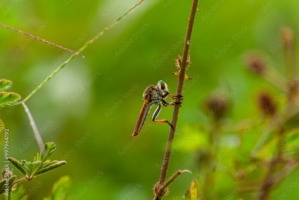 Robber fly insects are perched on wooden twigs Robber fly insects are perched on wooden twigs