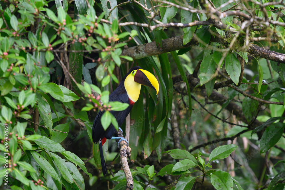 Φωτογραφία Bird with open bill, Chesnut-mandibled Toucan sitting on the branch in tropical rain with green jungle in background