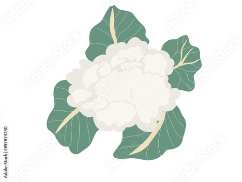 cauliflower isolated on white background