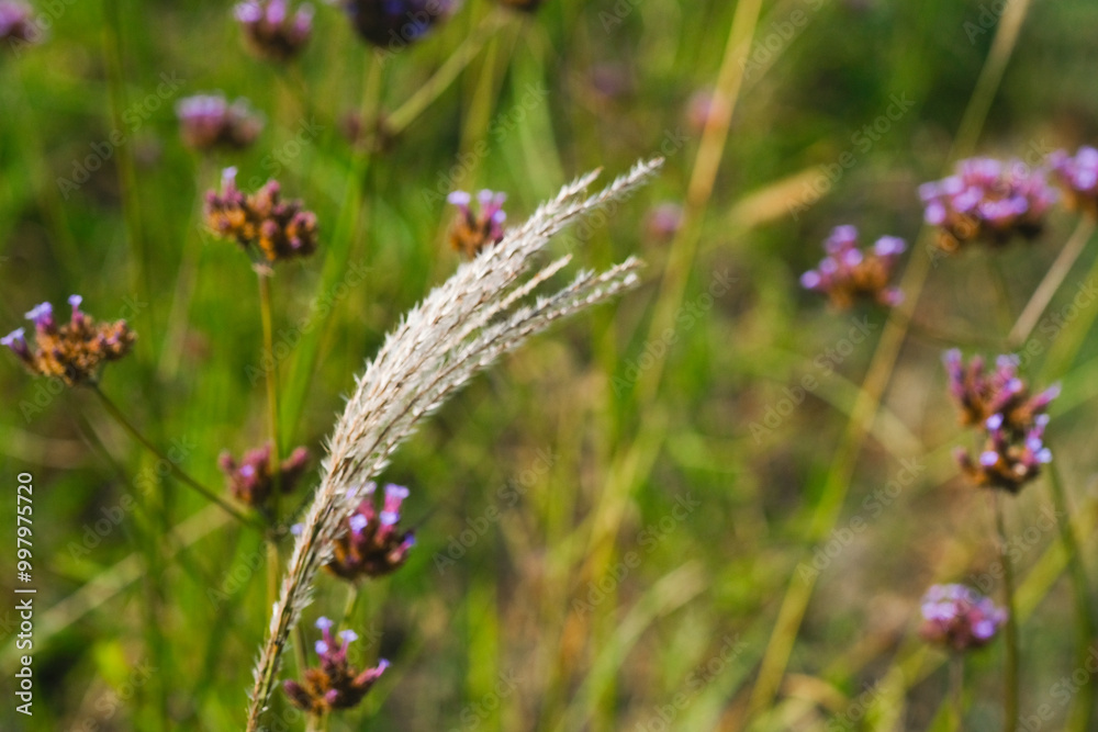 Wild grass with delicate seed heads surrounded by purple flowers in a bright sunny meadow Wild grass with delicate seed heads surrounded by purple flowers in a bright sunny meadow