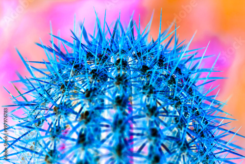 Abstract negative impression of a globose cactus (Echinopsis) with vibrant colors in blue, pink and orange.  photo