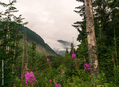 Mountain landscape, dark spruce forest in cloudy weather. High Tatras mountains of Tatra national park