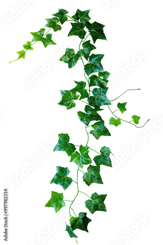 Ivy vine, white isolate background