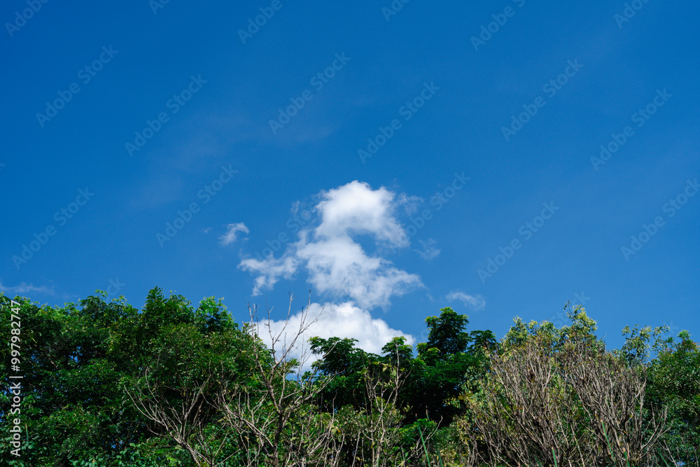 Clear Blue Sky with Puffy White Clouds Above Green Trees. Tranquil and Refreshing Nature Scene, Concept of Outdoor Serenity, Environment, and Natural Beauty. Clear Blue Sky with Puffy White Clouds Above Green Trees. Tranquil and Refreshing Nature Scene, Concept of Outdoor Serenity, Environment, and Natural Beauty.