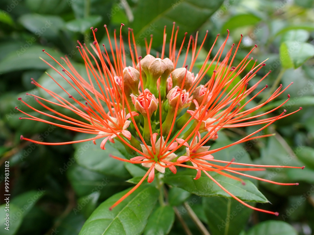 Ixora Cibdela Craib. Khem paa (Central); Khem doi, Khem taakai (Northern); Khem photsamaa (Pattani) Ixora Cibdela Craib. Khem paa (Central); Khem doi, Khem taakai (Northern); Khem photsamaa (Pattani)