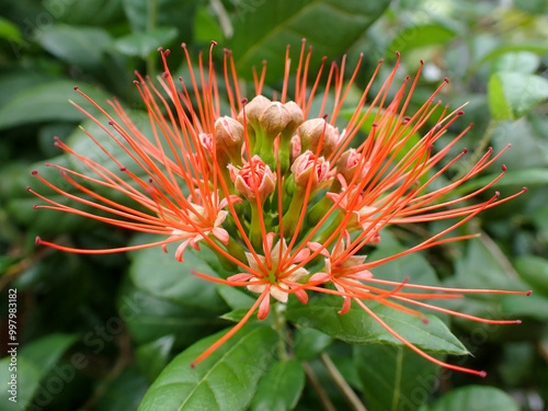 Ixora Cibdela Craib. Khem paa (Central); Khem doi, Khem taakai (Northern); Khem photsamaa (Pattani) photo