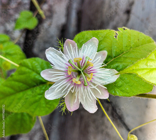 The rambusa flower (passiflora foetida) which blooms perfectly with its beauty with green leave background in the backyard. Selective focus. 
 photo
