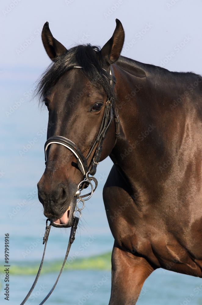 Obraz premium horse on the beach near the sea
