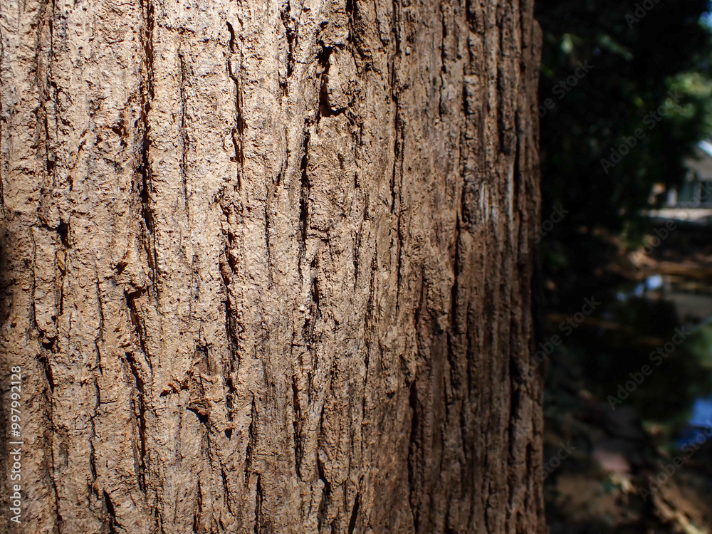 Bark pattern is seamless texture from tree. For background wood work, Bark of brown hardwood, thick bark hardwood, residential house wood. nature, Bark pattern is seamless texture from tree. For background wood work, Bark of brown hardwood, thick bark hardwood, residential house wood. nature,