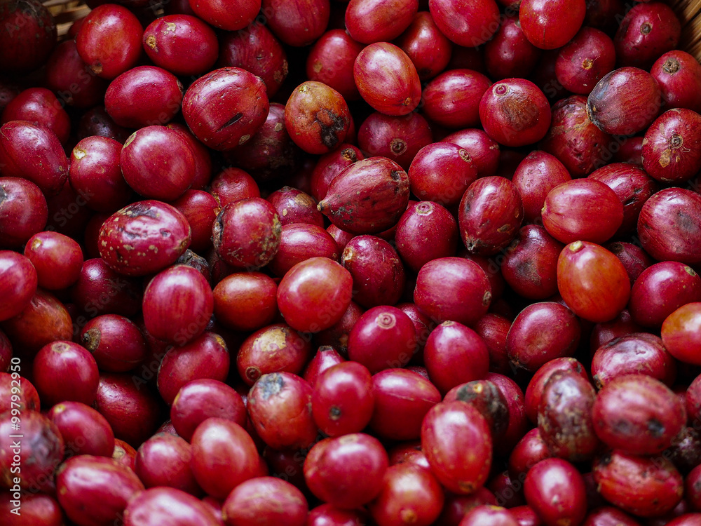 Red cherry robusta coffee beans are placed in a basket. Red cherry robusta coffee beans are placed in a basket.