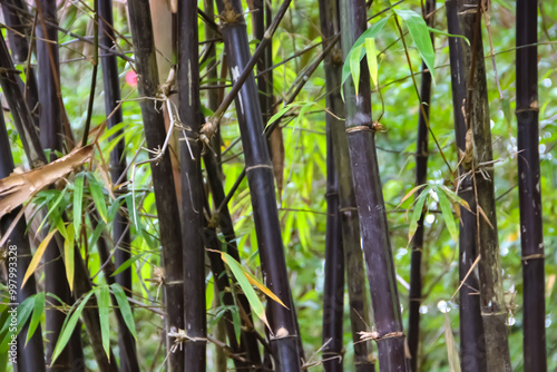 Black bamboo background in the graden. Black bamboo in the park. Asian Bamboo forest, Black bamboo (Gigantochloa atroviolacea).  photo