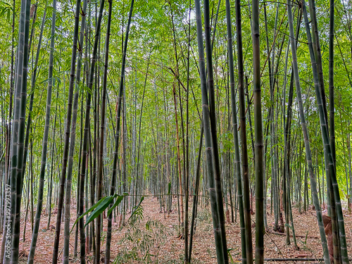 Black bamboo background in the graden. Black bamboo in the park. Asian Bamboo forest, Black bamboo (Gigantochloa atroviolacea). 