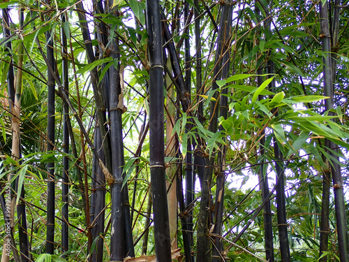 Black bamboo background in the graden. Black bamboo in the park. Asian Bamboo forest, Black bamboo (Gigantochloa atroviolacea).  photo