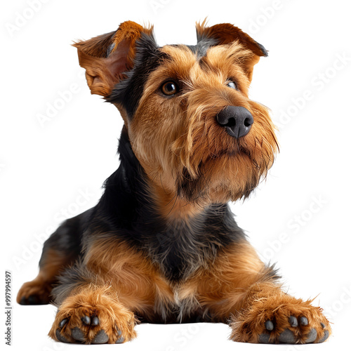 Airedale Terrier dog isolated on transparent background. Generated AI photo