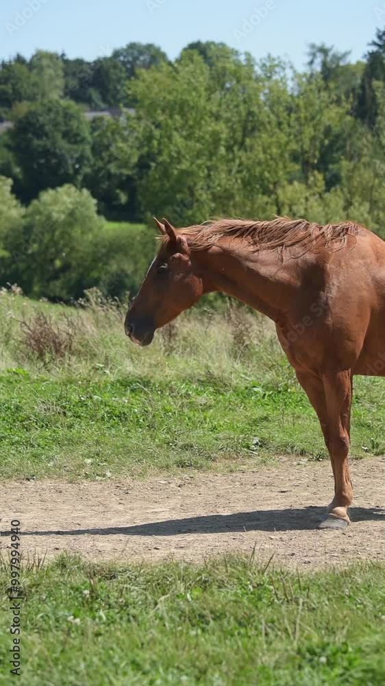 Brown horse standing in a meadow on a pasture in the rural countryside moving head up and down, slow motion vertical video Brown horse standing in a meadow on a pasture in the rural countryside moving head up and down, slow motion vertical video