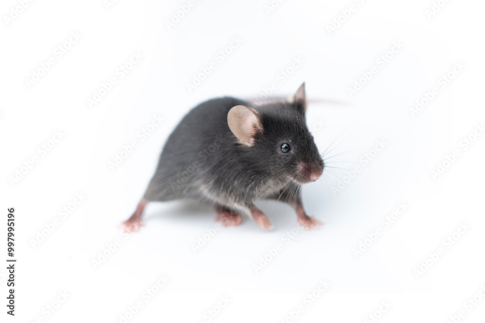 Small laboratory black mouse on white background Small laboratory black mouse on white background