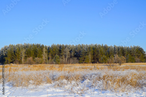 Winter pine forest