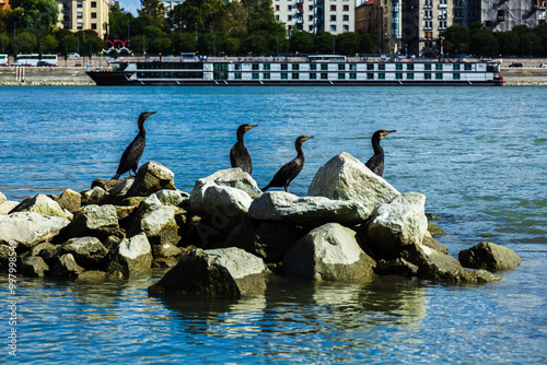 birds on the water