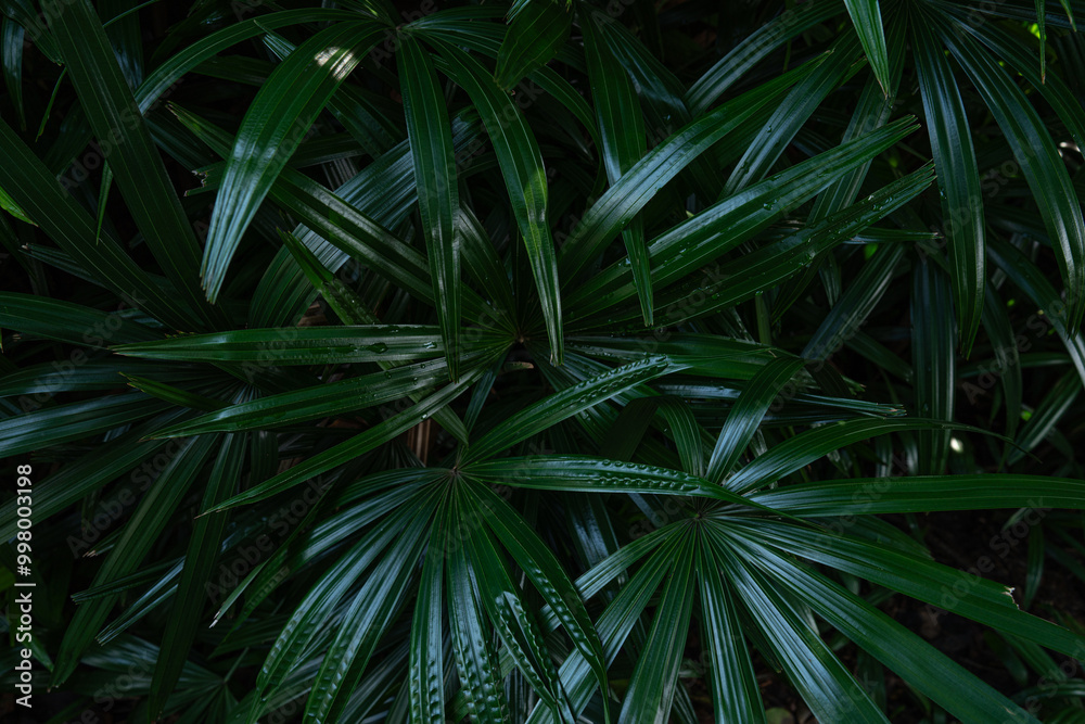 abstract palm leaf textures on dark blue tone, natural green background. abstract palm leaf textures on dark blue tone, natural green background.