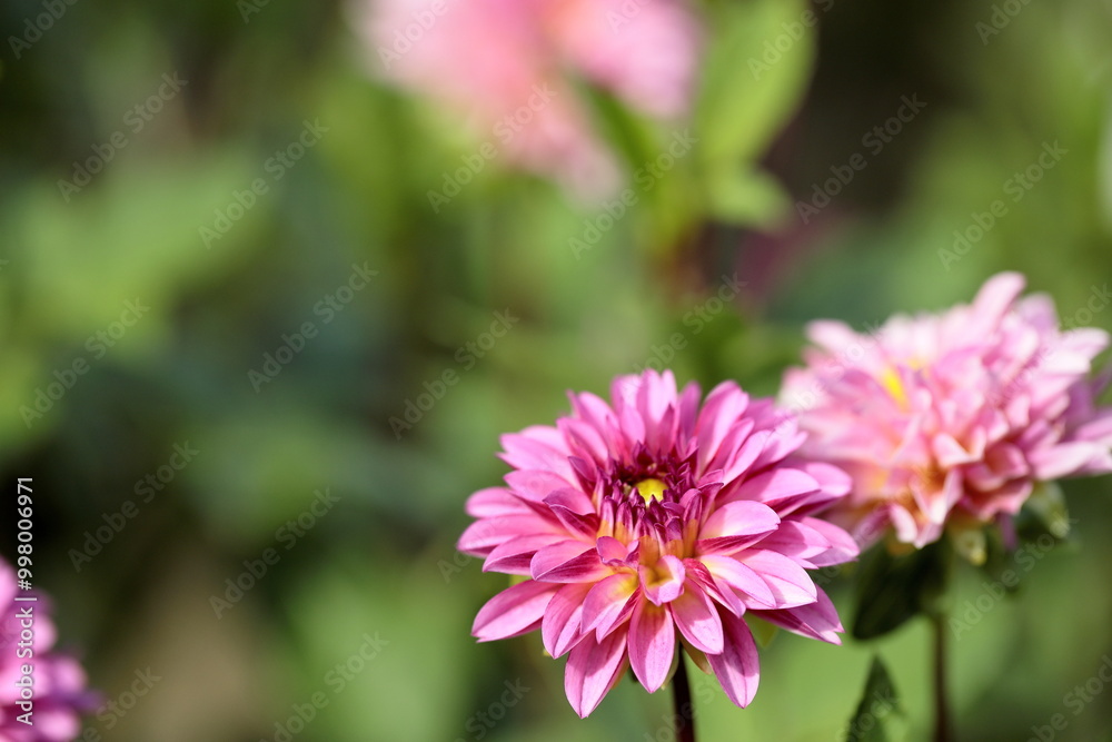 Obraz premium 日本のダリア