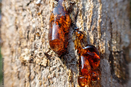 beautiful drop of resin on pine bark. Drop of Resin on Tree - Tree Sap Liquid That Comes Out from Tree.