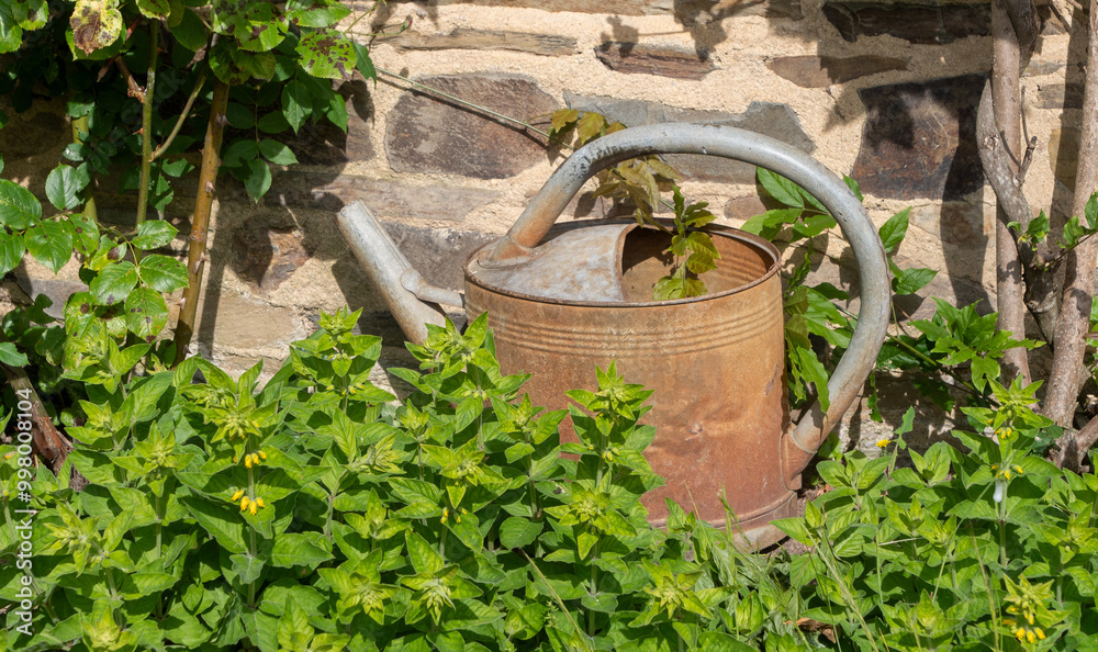 A rusty watering can sits on a bush A rusty watering can sits on a bush