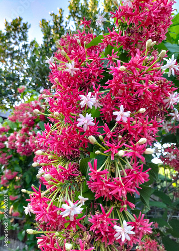 Rangoon Creeper or Combretum Indicum is a species of flowering plant in the Rubiaceae family. Rangoon creeper tree fresh blossom. Side view.
 photo