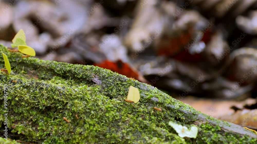 Global warming. Leaf cutter ants walk along the trunk of a fallen tree and carry leaves. Rainforest in Trinidad and Tobago. ProRes video. Global warming. Leaf cutter ants walk along the trunk of a fallen tree and carry leaves. Rainforest in Trinidad and Tobago. ProRes video.